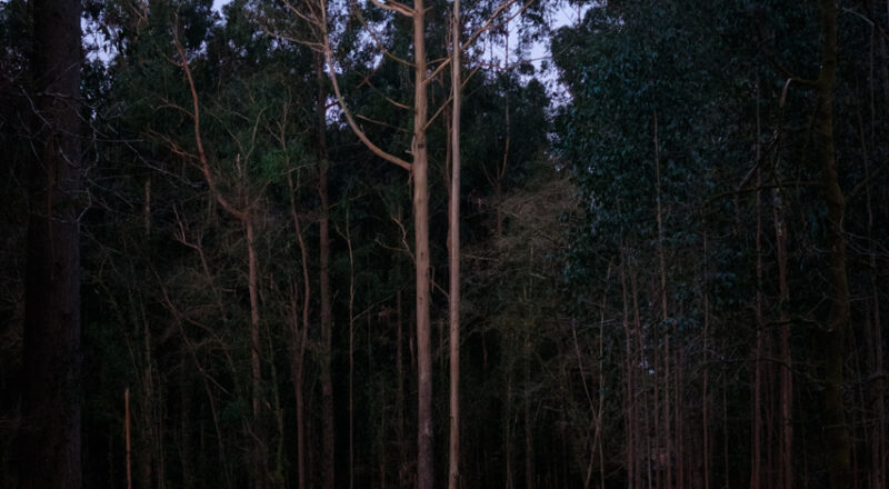 Un árbol solitario que simboliza la soledad del peregrino en un Camino de Santiago marcado por la Covid 19